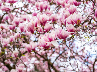 Fototapeta na wymiar magnolia tree blooming. pink flowers