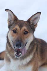 red hunter dog close up photo on snowy white background