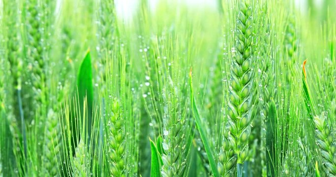 Green Wheat field nature landscape. Green ears of wheat in the rain.