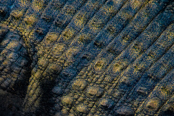 abstract background pattern crocodile skin
