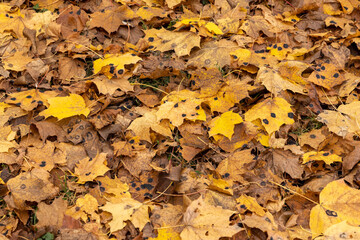 Bright maple foliage illuminated by sunlight