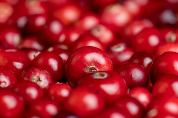Red ripe cranberries harvested in swamps