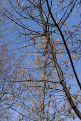 Maple tree branches in the park in spring sunny weather