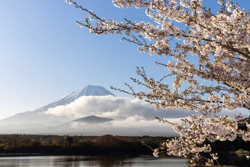 cherry blossom