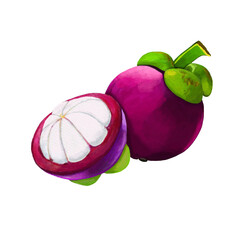 Watercolor and drawing for fresh sweet mangosteen. Digital painting of fruits illustration.