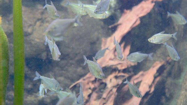 Beautiful fishes of different sizes swim in transparent aquarium water. 