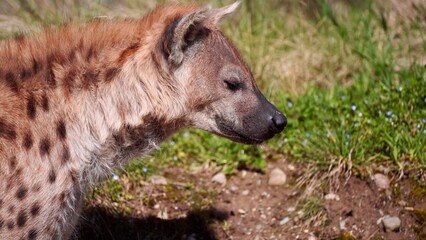 a sunny day at the zoo