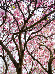 magnolia tree blooming. pink flowers
