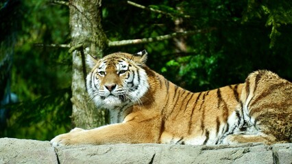 a sunny day at the zoo