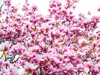 magnolia tree blooming. pink flowers
