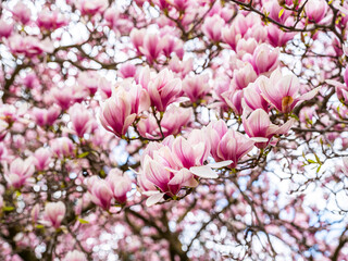 magnolia tree blooming. pink flowers