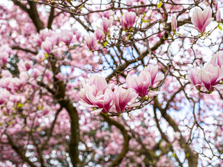 magnolia tree blooming. pink flowers