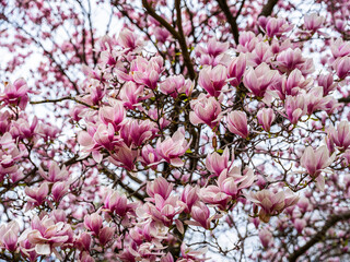 magnolia tree blooming. pink flowers