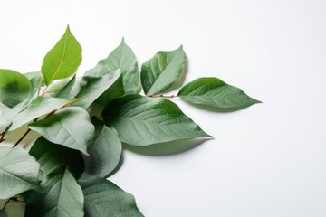 Green leaves on white background