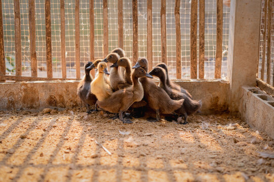 A group of duckling in the farm  and the soft sunlight in the morning.