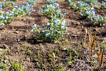 spring in the garden