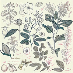 collection of hand-drawn botanical illustrations, showcasing the intricate beauty and delicate details of a variety of plants and flowers. generative ai