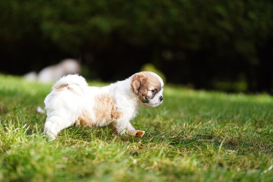 Shichon puppy