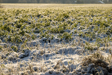 Grass covered with snow and ice in winter