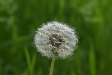 Dandelion on a green background
