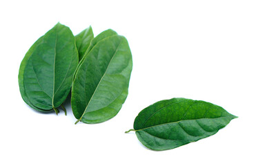 Green Tiliacora triandra leaves or Bai ya nang Thai name ,isolated on white background. Concept,...