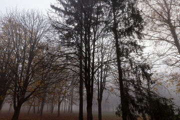 tree trunks without foliage in the autumn season