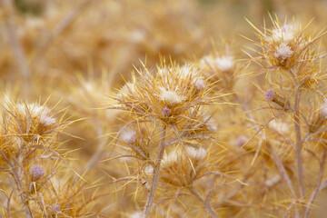 Dried thistle plant. Eryngium monocephalum, dry thistle bloom plant. Dried branch with spikes. golden thorny branch