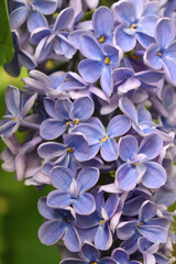 Lilac purple decorative garden flowers