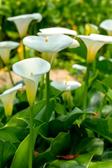 close up, spring, calla lily park, white calla lily, calla lily, flowers