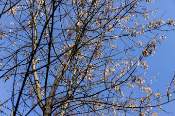 Maple tree branches in the park in spring sunny weather