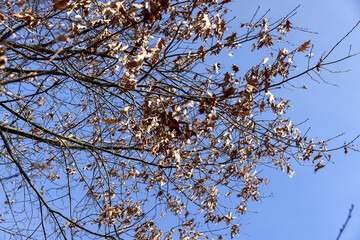 Branches of oak trees in the park in spring sunny weather