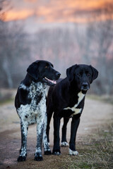 Two black and white dogs on a road together at sunset