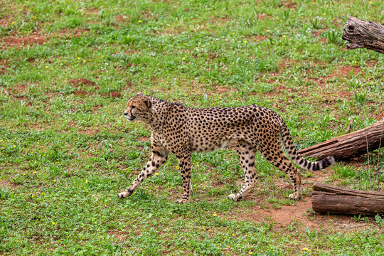 Cheetah in the grassland. Acinonyx jubatus. Cabárceno Nature Park, Cantabria, Spain.