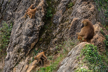 Guinea Baboon. Papio papio. Adult watching and young playing. Cabárceno Nature Park, Cantabria, Spain.