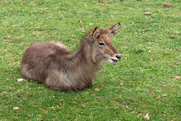 Waterbuck, female, lying down. Kobus ellipsiprymnus. Cabárceno Nature Park, Cantabria, Spain.