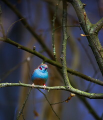 Kleiner blauer Vogel zwitschert im Baum