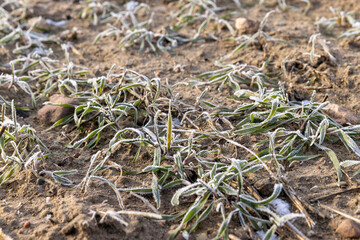 green wheat covered with snow and frost in winter