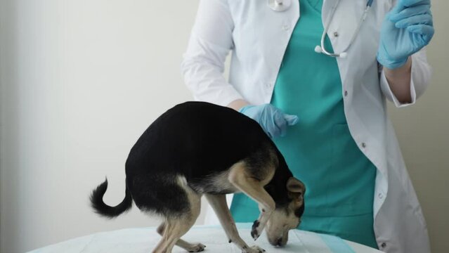 veterinary medicament,pet pharmacy, veterinarian gives a pill to a dog, treatment and care for the health of puppies, medicine for worms