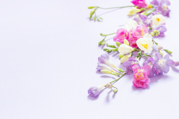 Fototapeta na wymiar pink, white and purple flowers on light purple background