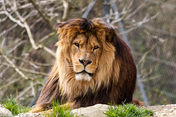 Löwe sitzt auf Felsen
