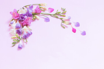 beautiful freesia flowers on pink background