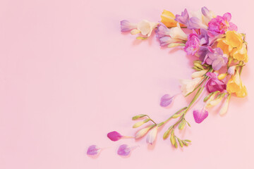 Fototapeta na wymiar beautiful freesia flowers on pink background