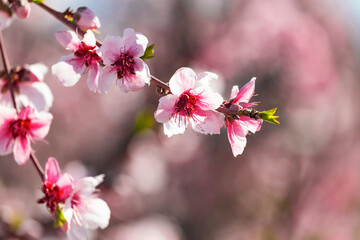 Peach orchard blossom closeup in spring. Blooming fruit peach trees in kibbutz in spring in Israel...