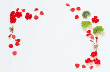 frame of red geranium on white background