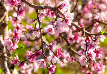 Fototapeta na wymiar Peach orchard blossom closeup in spring. Blooming fruit peach trees in kibbutz in spring in Israel on the Golan Heights. Pink flowers on the branches of peach trees.