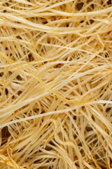 sprouted peas covered with mold and fungus, close-up