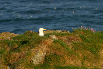 Seagull - Crawton - Aberdeenshire - Scotland - UK
