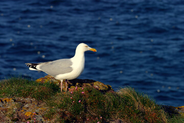 Seagull - Crawton - Aberdeenshire - Scotland - UK