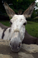 Donkey - Bunratty Folk park - Limerick - Ireland