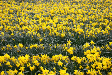 Field of daffodils - narcissium - in background